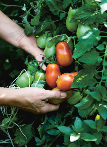 Tomaten Barbara Bonisolli; Das vegetarische Kochbuch