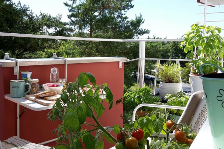 Mein Lieblingsplatz Balkon selbstgezogene Tomaten