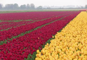 callwey-romantische gartenreisen niederlande und belgien-tulpenfeld